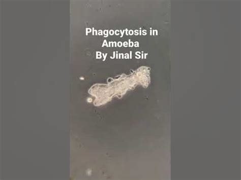 nutrition  amoeba phagocytosis holozoic mode  nutrition paramesium jinal sir youtube