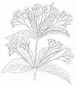 Eutrochium Fistulosum Pye Weed Joe Toadshade Drawing sketch template
