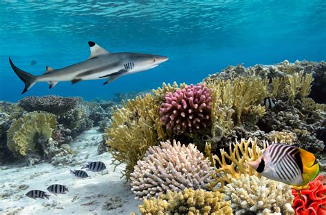 thirds  coral reef sharks  rays face extinction earthcom