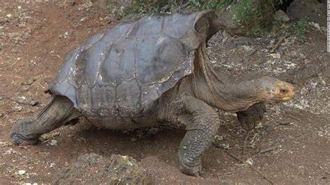 Diego The Sexy Tortoise Saved His Species From Extinction Now He S