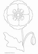 Poppy Line Printable Drawing Getdrawings sketch template