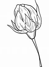 Bud Coloring Rose Supercoloring Categories sketch template