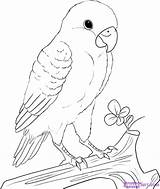 Drawing Birds Lovebird Parrot Coloring Easy Draw Bird Peach Drawings Faced Drawn Animal Face Pages Pencil Parrots Outline Step Sketch sketch template