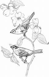 Sparrow Gorriones Sparrows Supercoloring Crowned Throated Perched Posados Cuello Pajaro Designlooter Permanently sketch template