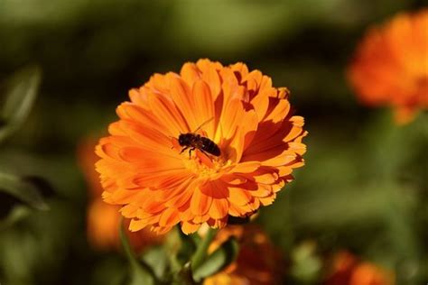 delightful flowers  attract bees   garden