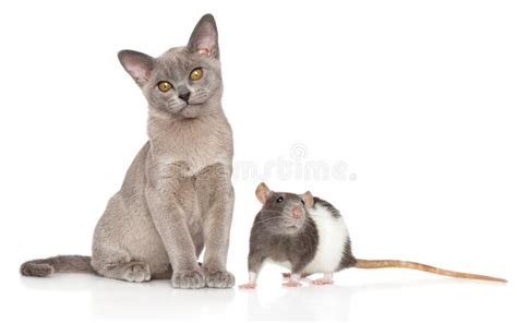 cat  rat    white background stock photo image  pest
