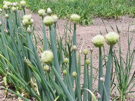 allium fistulosum  plants   world  kew science