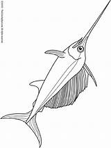 Swordfish Coloring Pages Lightupyourbrain sketch template