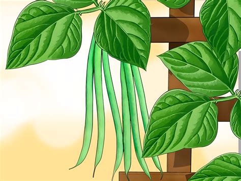 3 Ways To Grow Beans And Peas Wikihow