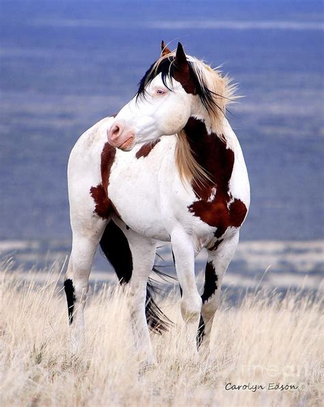 horses    unusual  beautiful colors   world