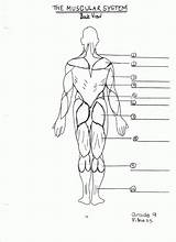 System Human Body Muscular Drawing Diagram Blank Coloring Respiratory Pages Labeled Structure Muscle Muscles Worksheet Anatomy Unlabeled Skeletal Sheet Systems sketch template
