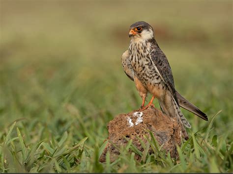conservation  amur falcon  nagaland    migration route bird alliance