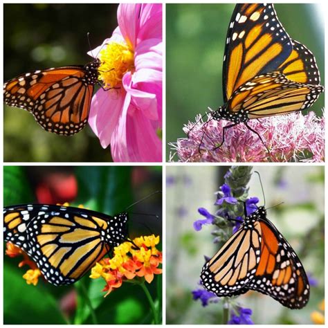 Monarch Butterflies Start Seeing Them The First Saturday