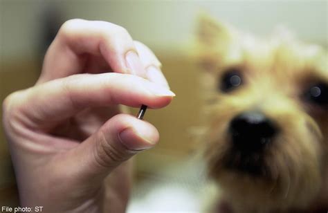 details  pet owners  microchips singapore news asiaone