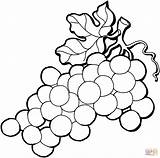 Grape Coloring Grapes Pages Color Fruits sketch template