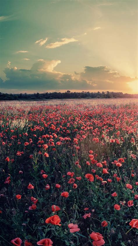 flowers farms sunshine sunset iphone wallpaper iphone wallpapers