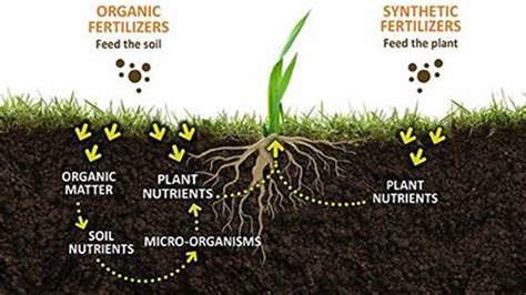 organic matter  soil bulk  granular compost  lawn  garden