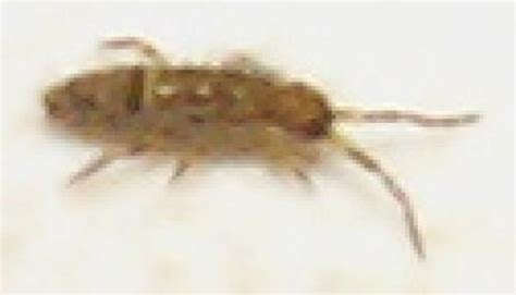 tomocerus sp orchesella cincta lepismes insecte bois de le monde des insectes