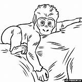 Gorilla Coloring Baby Pages Cute Drawing Jungle Gorillas Color Animals Kids Thecolor Getdrawings sketch template
