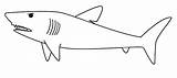 Hiu Hewan Ikan Mewarnai Sketsa Binatang Kartun Gaya Republika Rss Warna Serta Menggambar sketch template