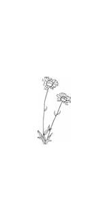 Clip Wild Flower Blanketflower Clker Small Common Coloring sketch template