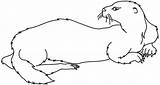 Loutre Otter Coloriages sketch template