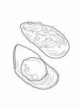 Mussel Cozza Colorare Moules Categorie sketch template