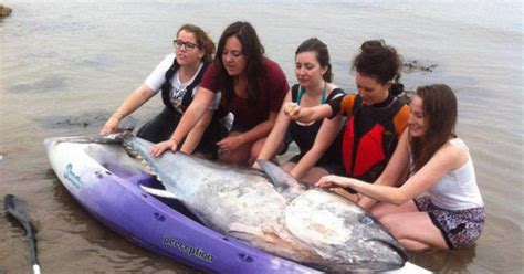 Pass The Mayo Girls Find 7ft Long Tuna Worth Staggering £1m On