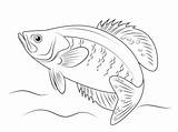 Coloring Crappie Pages Fish Printable Colouring Grouper Drawing Drawings Color Perch Fishing Sketch Adult Choose Board Templates sketch template