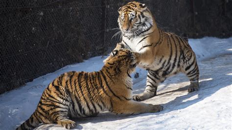 siberian tigers play  snow  ne china cgtn