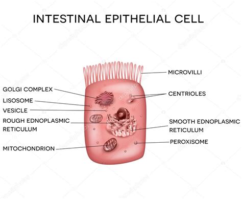 intestinal epithelial cell  microvilli stock vector image  cmegija