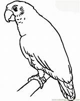 Parrot Coloring Parrots Drawing Outline Colouring Easy Line Sheet Getdrawings Coloringpages101 sketch template