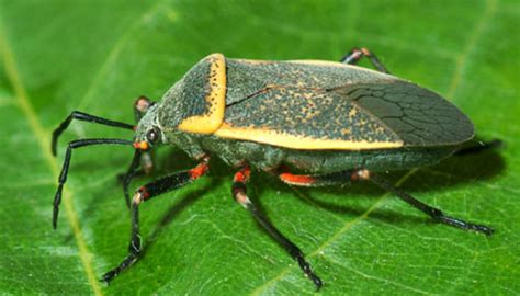 contoh gambar hewan serangga gambar hewan