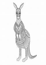 Kangaroo Kangaroos Giraffe sketch template