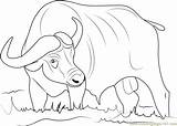 Buffalo Coloring African Pages Cartoon Drawing Asiatic Color Printable Designlooter 84kb Getdrawings Coloringpages101 sketch template