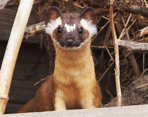 hand long tailed weasels lifestyle tehachapinewscom