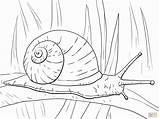 Snail Coloriage Caracol Snails Escargot Lumaca Schnecke Colorir Schnecken Longa Folha Hoja Dessin Imprimer Stampare Respire Terrestre Getdrawings Kleurplaat Caracoles sketch template