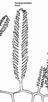 Caulerpa Taxifolia Ifas Alga sketch template