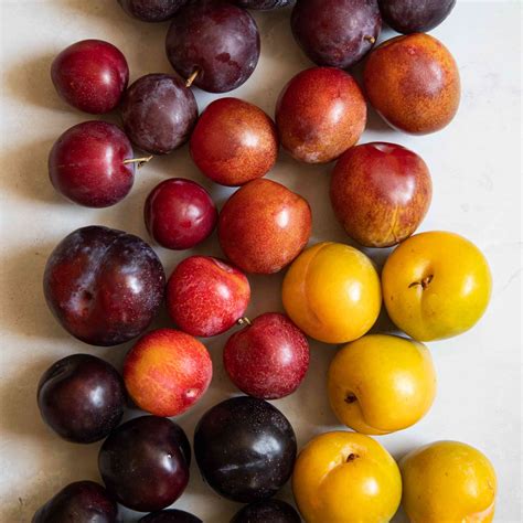 guide  plums varieties season    pick