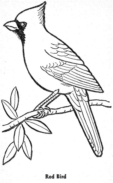 images  cardinal coloring pages coloring pages bird drawings