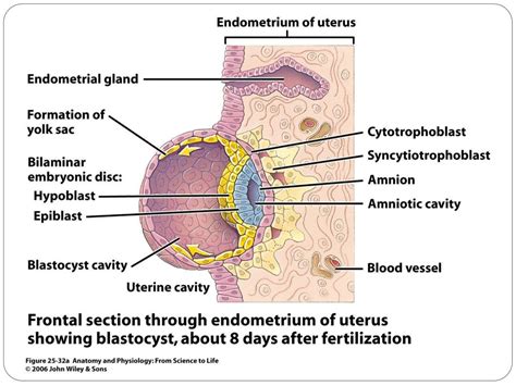 Ppt Anatomy And Physiology The Female Reproductive