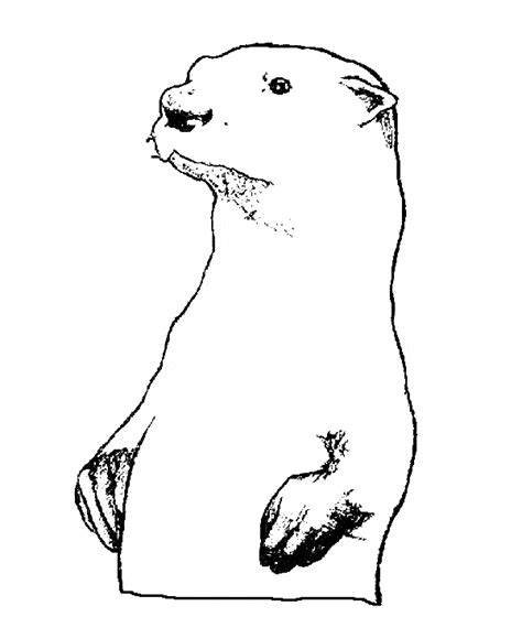 otter coloring pages  coloring pages  kids animal coloring