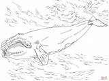 Whale Right Atlantic North Coloring Pages Color sketch template