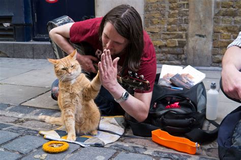 street cat named bob   whats   credits  definitive  credits film