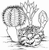 Coloring Cactus Pages Flower Desert Big Plants Animals Print Printable Getcolorings Color Getdrawings Button Through sketch template