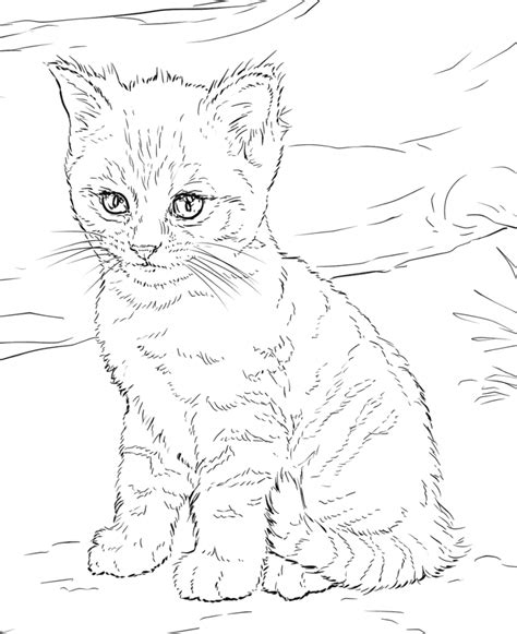 color  cats  coloring pages