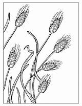 Wheat Plant Coloring Drawing Bread Getdrawings sketch template