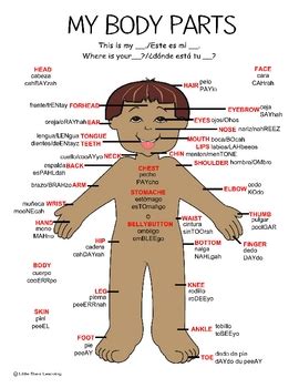 spanish body parts poster   stars learning tpt