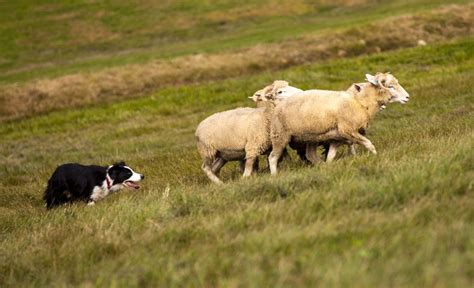 herding dog breeds canines  love corralling livestock
