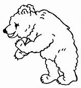 Colorat Animale Ursuleti Bears P133 Orsi Planse Primiiani Desene Preleva Codice Printeaza Gifgratis sketch template